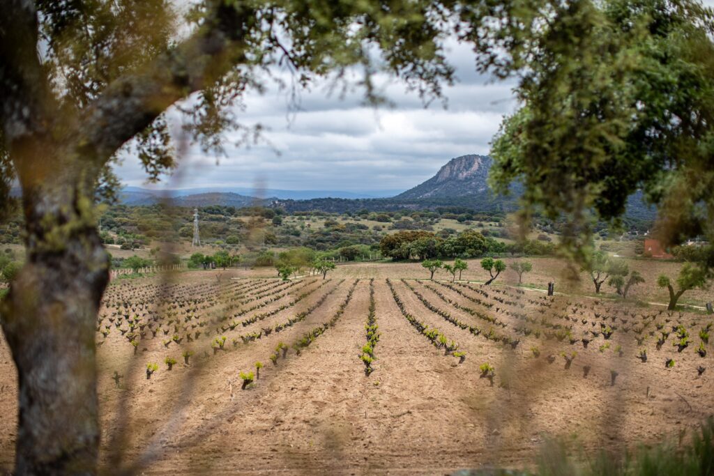 Viñedo de Tierra Calma